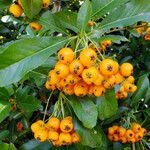 Pyracantha coccinea Frucht