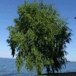 Salix humboldtiana Агульны выгляд