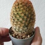 Mammillaria carmenae Hoja