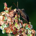 Rumex crispus Fruto