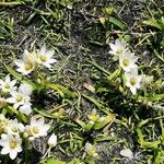 Ornithogalum thyrsoides Květ
