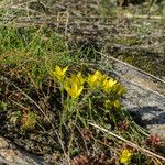 Gagea bohemica Fula