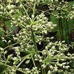 Artemisia lactiflora फूल