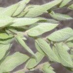 Evolvulus tenuis Hoja