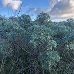 Artemisia tridentata 整株植物