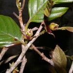 Ticodendron incognitum Fruto