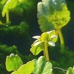 Halerpestes cymbalaria Flower