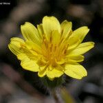 Agoseris heterophylla Flower