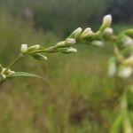 Persicaria hydropiper ফুল