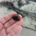 Mucuna urens Fruto