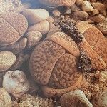 Lithops aucampiae Elinympäristö