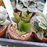 Peperomia angustata Лист