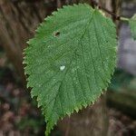 Ulmus glabra Leaf