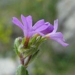Erinus alpinus Flor