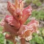 Orobanche alba Kvet