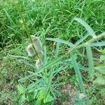 Crotalaria juncea Hoja