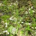 Houstonia longifolia Hàbitat