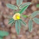 Stylosanthes fruticosa Blüte
