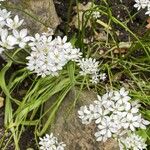 Allium trifoliatum Buveinė