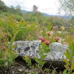 Comandra umbellata Habitus