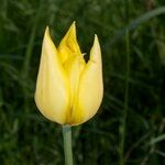 Tulipa billietiana Цвят