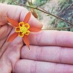 Aquilegia formosa Λουλούδι