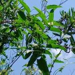 Clematis campestris Hoja