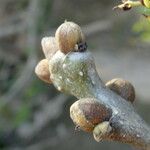 Fraxinus angustifolia Bark