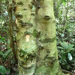 Hylodendron gabunense Corteza