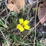 Goodenia hederacea Flor