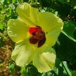 Hibiscus calyphyllus 花
