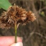 Juncus torreyi Fruto