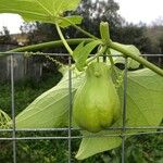 Sicyos edulis Fruit