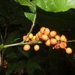 Sorocea affinis Fruit