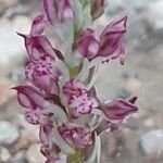 Anacamptis sancta Flor