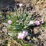 Dianthus subacaulis Habitus