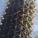 Echinocereus spinigemmatus Hoja
