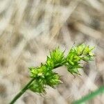 Carex divulsa ᱵᱟᱦᱟ