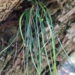 Vittaria isoetifolia ഇല