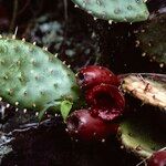 Opuntia decumbensFruit