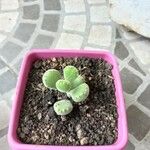 Cotyledon tomentosa Hoja