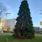 Sequoiadendron giganteum Yeri