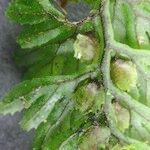 Hymenophyllum tunbrigense Fruit
