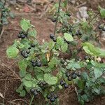 Solanum scabrum Hábito