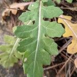 Eruca sativa Leaf