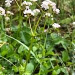 Valeriana dioica Habit