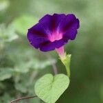 Ipomoea purpureaFlower