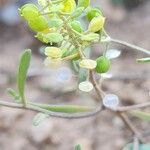 Alyssum linifolium Frukt