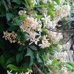 Trachelospermum jasminoidesLorea