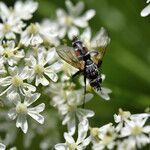 Heracleum sphondylium Blüte